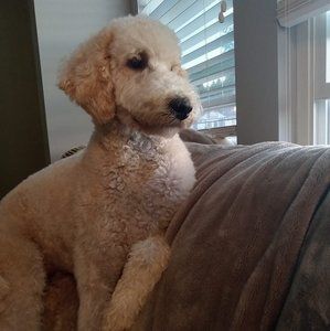 Meet your Posher, Karen